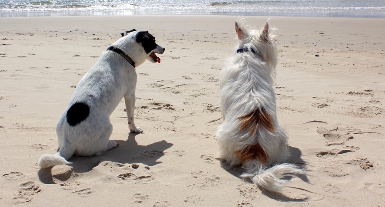 honden op strand