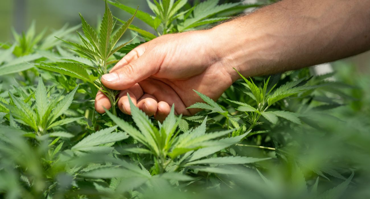 marihuana oogst