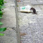 rat die uit een starbucks beker drinkt.